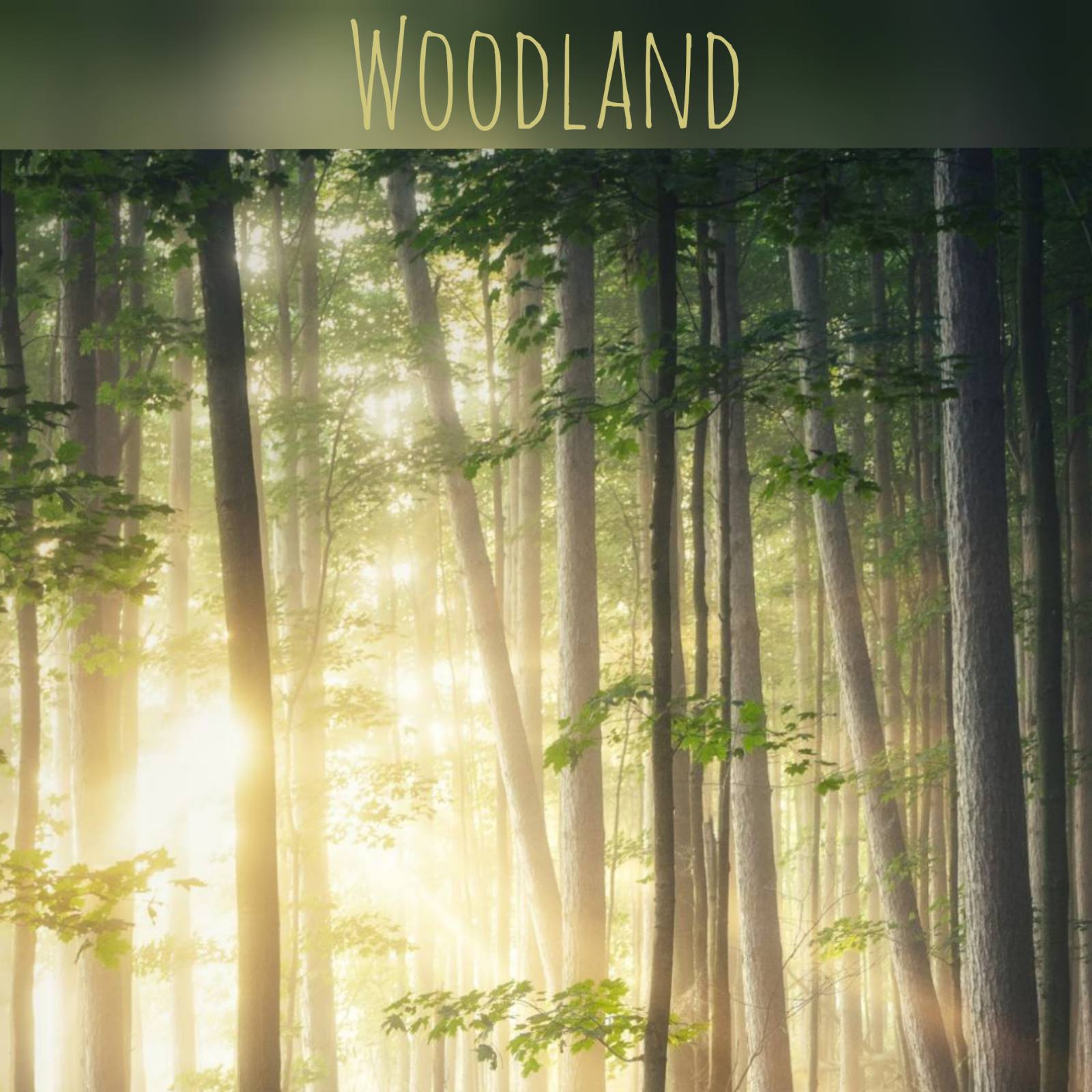 Κερί σόγιας Woodland