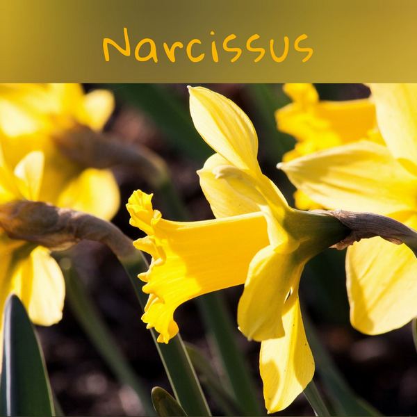 Κερί σόγιας Narkissus
